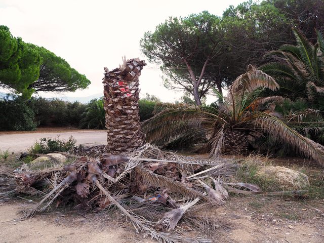 Palmier attaqué par le charançon rouge (Porto Conte)